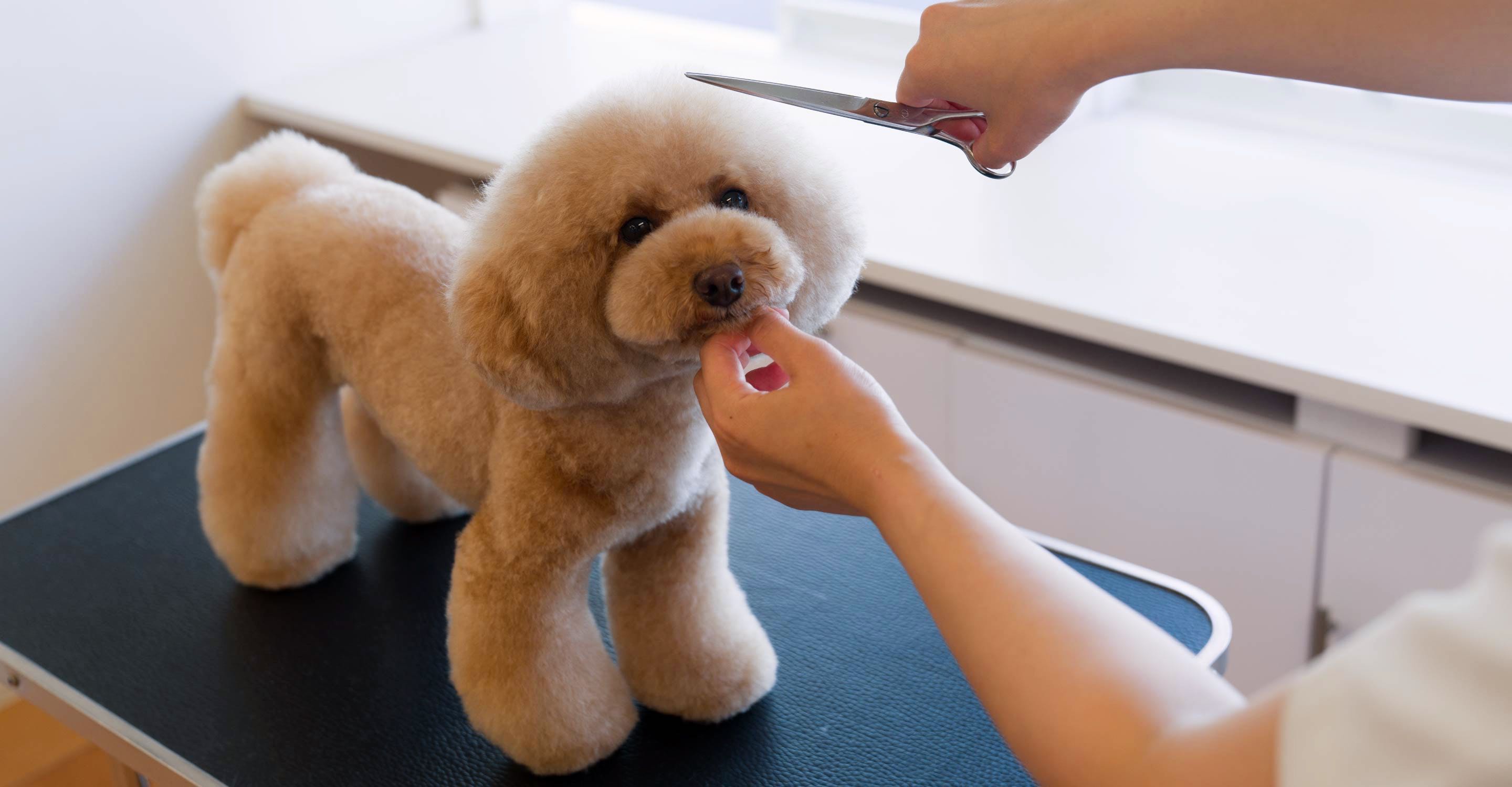 わんちゃんのトリミング・香りよいシャンプー Dog Salon La Primo